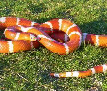 amelanistic albino Honduran milk snake