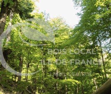 forêt ile de france