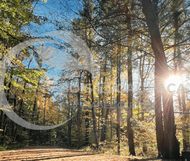 un chemin de terre avec le soleil qui brille à travers les arbres