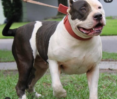 XL PITBULLS, XL AMERICAN BULLIES, TITANIUM KILO KENNELS