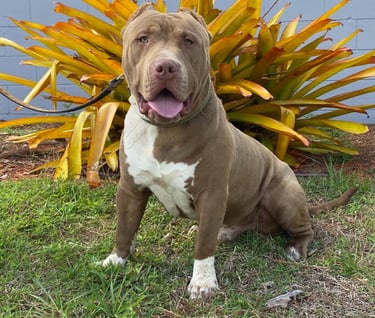AMERICAN BULLY, TITANIUM KILO KENNELS, XL PITBULL