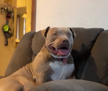 XL PITBULLS, XL AMERICAN BULLIES, TITANIUM KILO KENNELS, BOSSY KENNELS