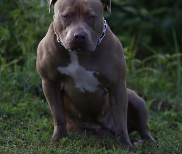 XL PITBULLS, XL AMERICAN BULLIES, TITANIUM KILO KENNELS, QBNK