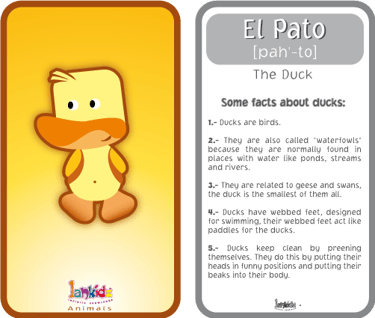 flashcards 3
