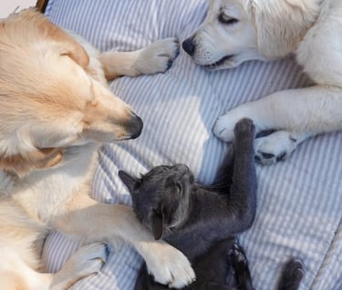 Šunų ir kačių priežiūros priemonės