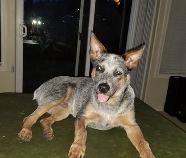 Larry's dog, Kota (or Lakota), the namesake of the band