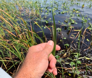 Educating anglers on the various aquatic plants, where they grow, and how fish use them.
