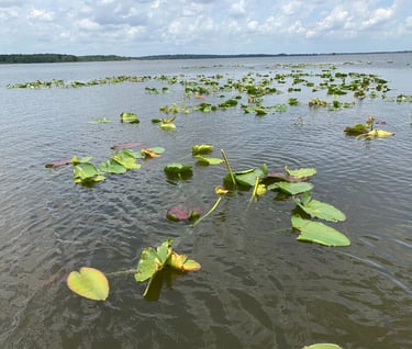 A patch of Spadderdock Lilypads commonly called "Cow lilies" in many lakes and streams. 