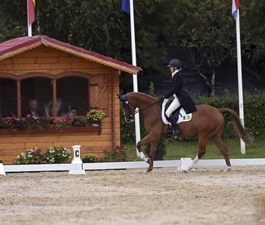 Dressage horse who receives CONNEXION equine supplement