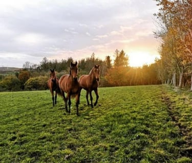 Horses happy in field who get horse supplement CONNEXION