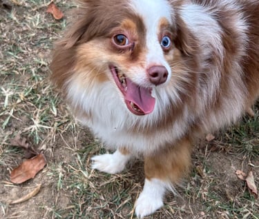 Happy dog at boarding from Lebanon tn!