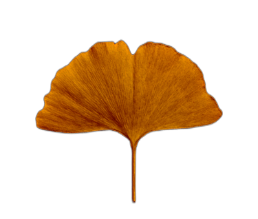 an orange ginko leaf