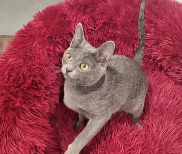 Gato korat , pelaje azul plateado