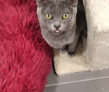 Gato korat