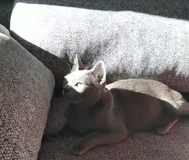 Gato korat