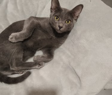 Gato Korat