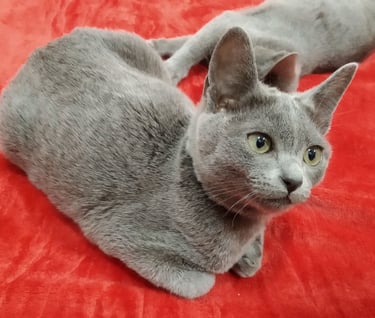 Gata korat