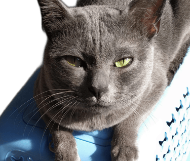 Macho korat