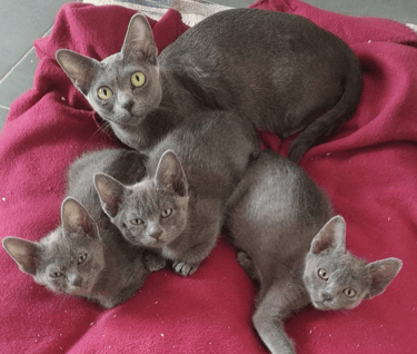 Gatitos Korat con su madre