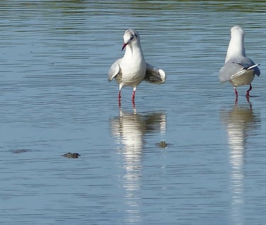 Plage d'Ault