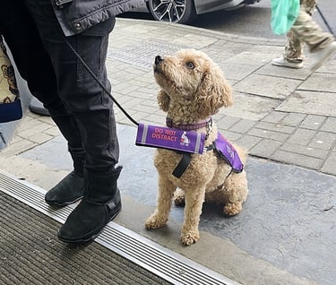 Therapy dog training uk trained assistance dog, working with its handler going in to a shop