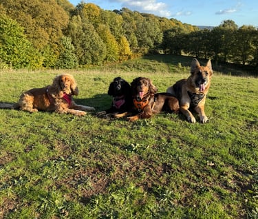 Four dogs sitting together on a grassy hillside during a countryside dog walk.
