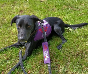 A beautiful therapy dog training uk therapy dog wearing its work harness
