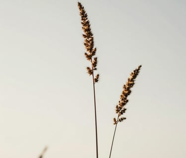 Close-up of dried prairie grass against a soft off-white sky, minimalist and modern composition, North American / US landscape, calm and artistic expression.