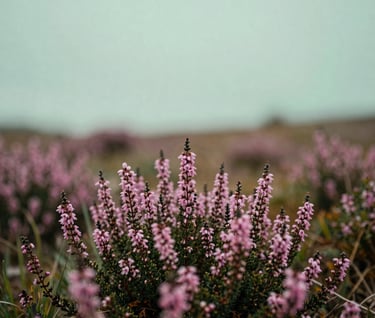 Soft focus shot of pink mountain heather in a North American / US alpine meadow, sophisticated sage and mint green background, calm artistic expression.