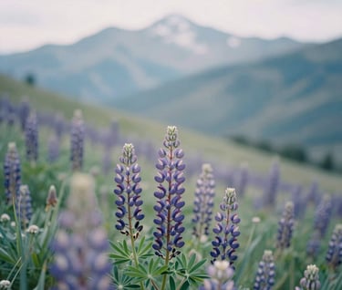 A close-up vertical photograph of a field of purple lupines swaying in the wind on a North American / US mountain slope, soft focus background of distant peaks, serene and sophisticated aesthetic with light mint and sage colors.