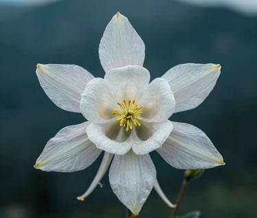 Close-up of a white columbine flower with delicate petals, positioned against a dark teal background of mountain shadows, North American wilderness style, professional photography.