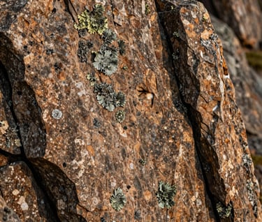 A detailed close-up shot of mountain rock textures and lichen in shades of warm brown and muted green. The lighting is directional, creating subtle shadows that give depth to the stone surface. The composition is abstract and sophisticated, fitting a modern interior aesthetic.
