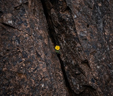 A minimalist vertical shot of a weathered mountain rock face with a single small yellow flower growing from a crack, high contrast, muted bronze and dark charcoal tones, North American / US wilderness.