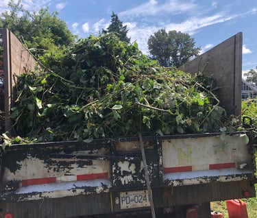 Truck load of blackberry bush cuttings.
