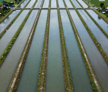 An aerial drone photograph of a vast, organized irrigation network in East Java, Indonesia. The pattern of the water channels against the green landscape is symmetrical and clean, highlighting modern civil infrastructure. The colors are dominated by soft blues and natural greens.