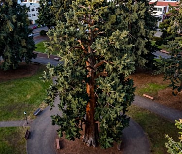 High-altitude aerial photography of a sequoia tree in a city park in Eugene, Oregon. The tree is centered, surrounded by paths and park benches, showing a connection with nature in an urban context. Professional composition.