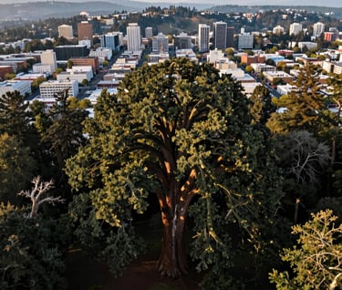 A wide-angle aerial shot overlooking the dense canopy of an urban giant sequoia, with the city of Eugene and the surrounding hills of the US Pacific Northwest in the hazy background. The mood is serene and professional.