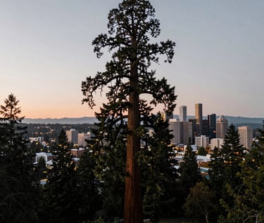 An aerial perspective of a Giant Sequoia at sunset in the urban Pacific Northwest. The sky is a pale slate gray, and the tree's majestic silhouette stands tall against the soft, distant lights of the Eugene city skyline. Professional, serene photography.