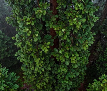 A top-down aerial view of the Fairmount King sequoia during a light rain in Eugene, Oregon. The deep green foliage is vibrant and saturated, with misty gray surroundings.