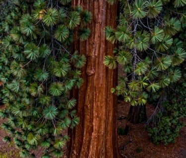 An intimate aerial detail shot of a Sequoia's crown. The drone captures the reddish-brown textures of the ancient bark and the vibrant green clusters of needles. Pacific Northwest aesthetic with high contrast and sharp natural details.