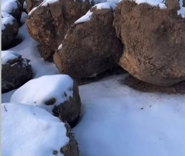 elm burl birch ash maple wood blocks blank