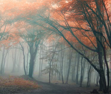 Mistig herfstbos met hoge bomen en oranje-rode bladeren, verlicht door zacht diffuus licht.
