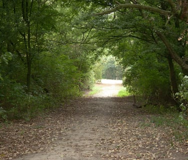 Bospaadje bedekt met bladeren dat uitkomt op een open, zonnige plek omringd door dicht groen geblade