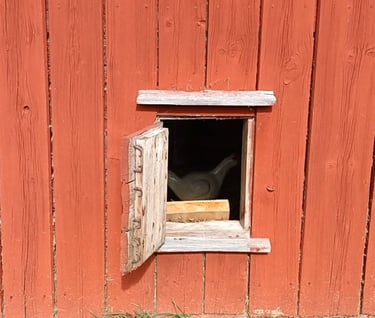 Old wooden barn sidding painted with breathable heritage paint, showing natural aging without peeling 