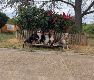 trouble du comportement chien
