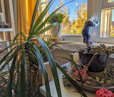 Best Indoor Plants For Oxygen