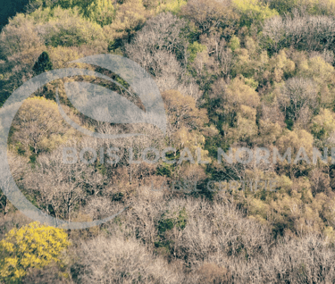 une forêt avec beaucoup d'arbres et une vue d'ensemble