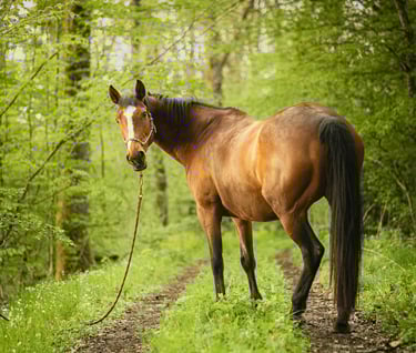shooting cheval en foret