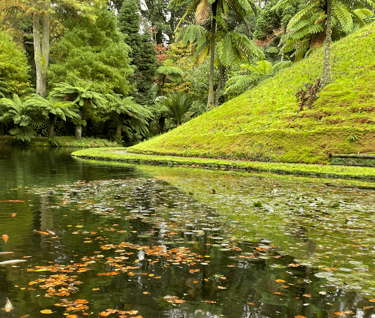 coy pond in a lush green prehistoric looking forest