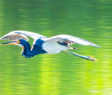 birdwatching El Salvador- Tricolored Heron flying